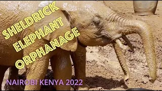 Sheldrick Wildlife Trust, Nairobi Kenya 2022
