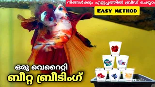 ഇനി ബീറ്റാഫിഷ് ബ്രീഡാവും ✌how to breed betta fish malayalam| fighter fish breeding malayalam| betta