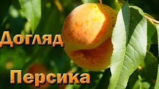 Як доглядати за персиком. Вирощування персика. Зимостійкі сорти персика. 6 правил у догляді персика