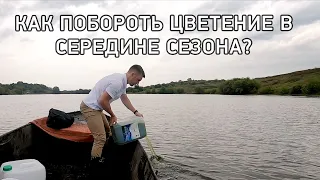 КАК ПОБОРОТЬ ЦВЕТЕНИЕ ВОДОЕМА сине-зелеными водорослями в середине сезона? #хлорелла #альготек