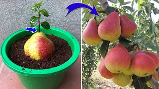 Few people know that pears can be propagated this way | Relax Garden