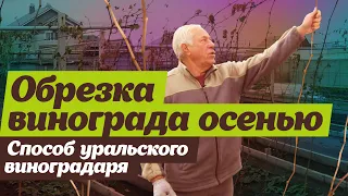 Как обрезать виноград осенью