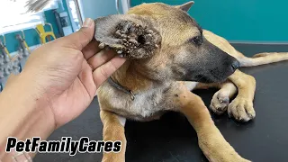Stray puppy has survived from Tone of ticks