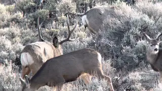 Wyoming Winter Range Mule Deer 2021-2022