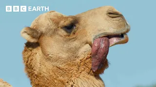 A Camel's Love Sac | 4K UHD | Mammals | BBC Earth