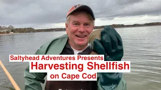 Shellfishing for Oysters & Quahogs on Cape Cod with Saltyhead