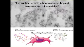 Extracellular vesicle subpopulations – beyond exosomes and microvesicles