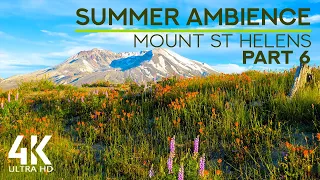 8 HRS Birds Chirping, Wind Sound & Bee Buzzing - Summer Ambience at Mount St.Helens - Ep. #6