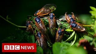 Cicadas: What to know about the 'remarkable' and noisy bugs - BBC News