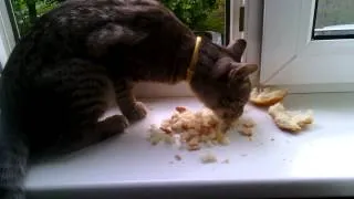 Приколы с кошками. Удивительно! Кот ест хлеб!