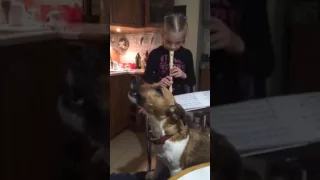 прикол. смешное видео. собака поёт под флейту.