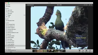 Birds of Eastern South Africa by Tom Plath