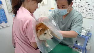 柴犬獣医で大騒ぎ…