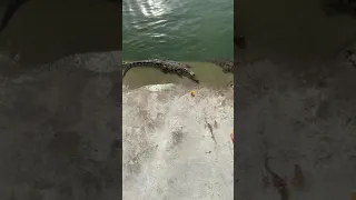 Wow Amazing ! Group of crocodiles at farm , Feeding to crocodiles #crocodile #short16