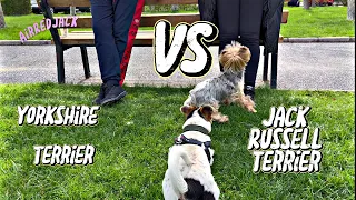 Jack Russell Terrier vs Yorkshire Terrier - Funny Dogs