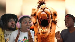 CAMELS WILL UNALIVE YOU! | Casual Geographic REACTION