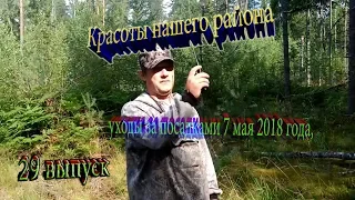 Красоты нашего района 29 выпуск, уходы за посадками 7 мая 2018 года,