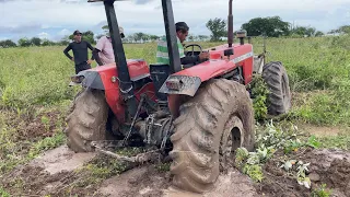 O trator MF283 junto com a grade deu uma atolada grande. Levou mais de 3 horas pra sair do atoleiro