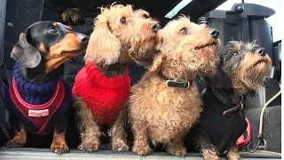 Funny Dachshund Dogs with his friends Outdoor  playful time  #Cutedogsvideos #funnypetvideos