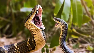 20 Most Venomous Snakes In The Entire World