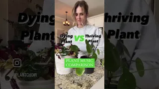 Dying plant music vs thriving plant music 🤩