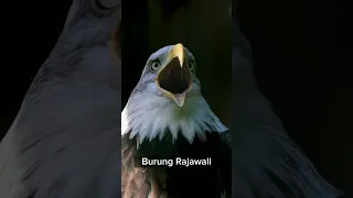 Suara menyeramkan Burung Elang | Spooky eagle sound #shorts #animals