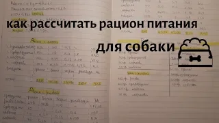 Как правильно рассчитать рацион питания для собаки