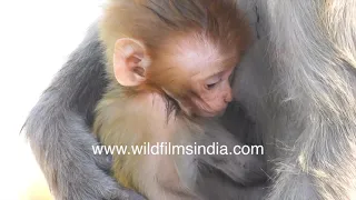 Baby monkey's first bath: baby Macaque gets off its mother's back to get into a puddle of water