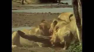 The Lions of Africa [Full Documentary]