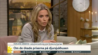 Stora prisskillnader mellan olika djurkliniker – Evidensia om kostn… | Nyhetsmorgon | TV4 & TV4 Play