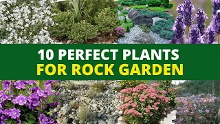 10 Perfect Plants for a Rock Garden 👌