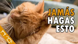 TOP 15 Cosas Que NO DEBES HACER Con Tu Gato | Cosas Que Los Gatos Odian De Las Personas