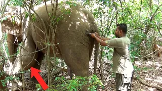 Compassion towards helpless giant suffering unspeakable pain |Treating injured elephant swollen leg