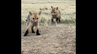 Curious Red Fox Pups Playing While Mom Is Out Hunting || ViralHog