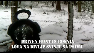 Driven Wild Boar Hunt In Bosnia Using Dogs (Lov na divlje svinje sa psima), by Dejan Stankovic V342