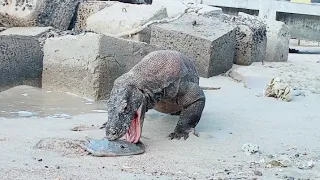 😱Big Komodo dragon very difficult to swallow stingray