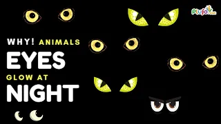 Why animals eyes glow in the dark