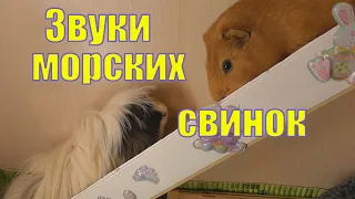 ЗВУКИ МОРСКИХ СВИНОК/ ЧТО ОНИ ОЗНАЧАЮТ