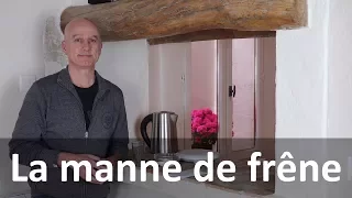 La manne de frêne