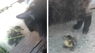 Abandoned Duckling Thinks Cat Is His Mum