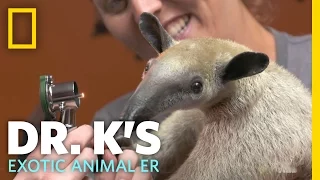 Meet Antoinette the Anteater | Dr. K's Exotic Animal ER