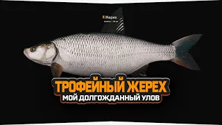Мой трофейный Жерех — Русская Рыбалка 4
