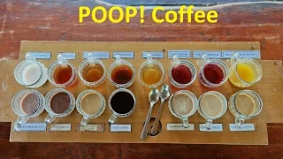 Luwak Coffee Plantation in Ubud Bali Indonesia - We sample expensive cat poop coffee