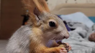 Белка первый раз видит такие орешки! 🤔 Squirrel and hazel
