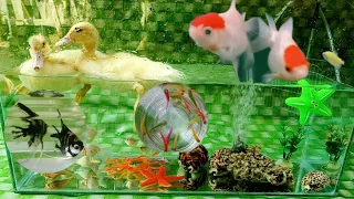 CUTE ANIMAL VIDEOS 🥰😍 FISH, OCTOPUS, STARFISH