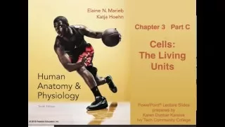 Anatomy & Physiology Chapter 3 Part C Lecture