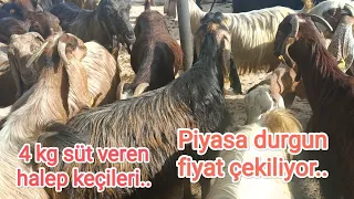 Kadirli canlı hayvan pazarı.. Birinci sınıf halep keçileri.. ortalama 4 kg süt veriyorlar..