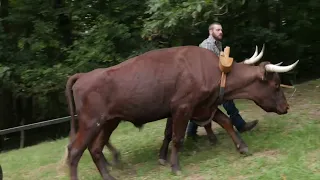 American. Milking Devon Oxen with John & Eli Dube