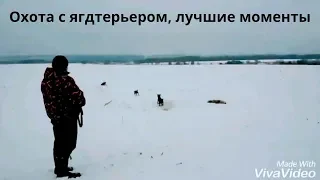 Охота с ягдтерьером, лучшие моменты . Fox Hunt with Jagdterrier