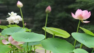 盆栽碗莲虽然好养，却有2个明显的缺点！